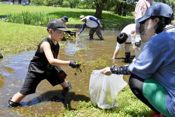 生協くまもとが開いたイベントで、水路に生えた外来水草を駆除する親子の画像